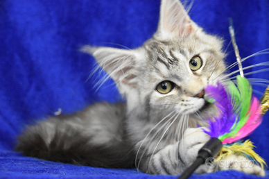 Cucciolo Maine coon black silver tabby