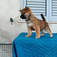Shiba inu con pedigree enci