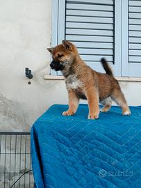 Shiba inu con pedigree enci