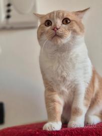 Cucciolo di Scottish Stright Bicolore