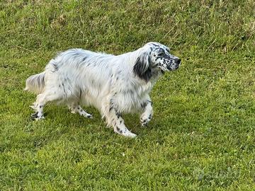Setter