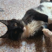 Maine Coon black smoke xxl