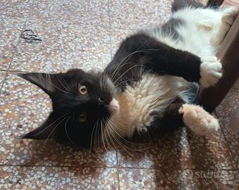 Maine Coon black smoke xxl