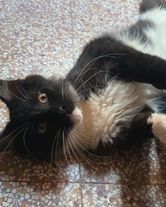 Maine Coon black smoke xxl