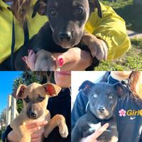 Sorelline variopinte