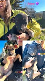 Sorelline variopinte