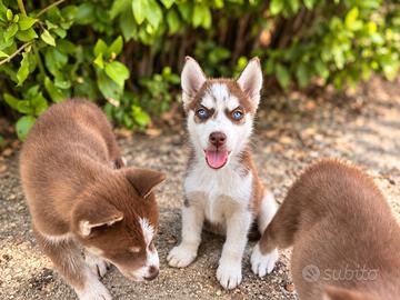 Cuccioli Siberian Husky