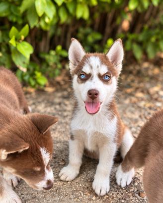 Cuccioli Siberian Husky