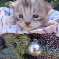 Maine coon cucciolo black silver con pedigree wcf