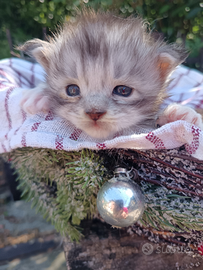 Maine coon cucciolo black silver con pedigree wcf