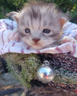 Maine coon cucciolo black silver con pedigree wcf