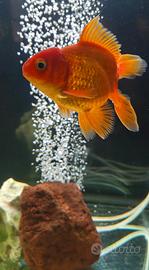 Oranda total red