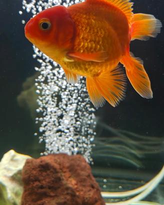 Oranda total red