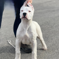 Dogo Argentino