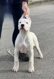 Dogo Argentino