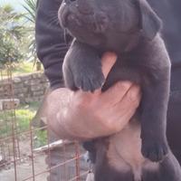 Labrador retriever neri e flat coated reitreiver