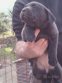 Labrador retriever neri e flat coated reitreiver