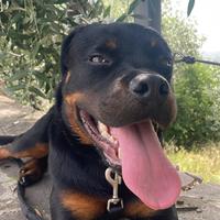 Rottweiler 1 anno e 3 mesi