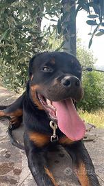 Rottweiler 1 anno e 3 mesi