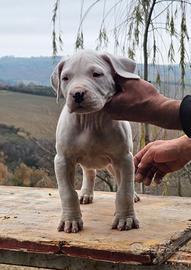 Dogo Argentino
