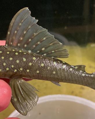 Hemiancistrus L128