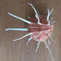 splendida conchiglia da collezione 