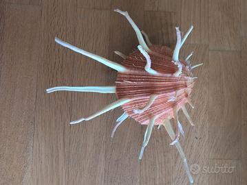 splendida conchiglia da collezione 