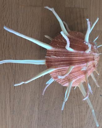 splendida conchiglia da collezione 