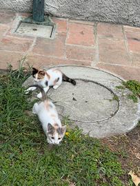 Gattine femmine