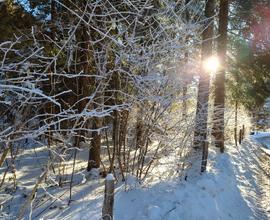 Vacanze di Natale in Trentino