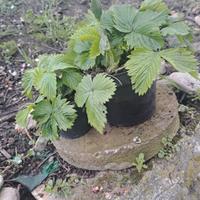 fragoline (vaso)