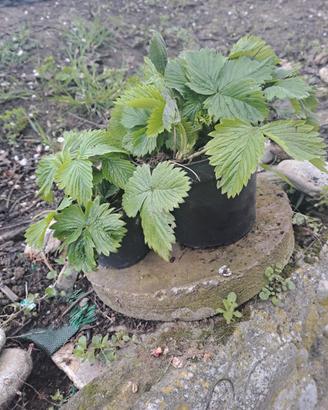 fragoline (vaso)