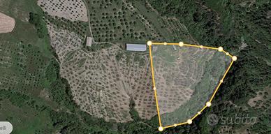 Terreno con uliveto e casa colonica