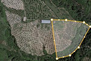 Terreno con uliveto e casa colonica