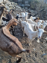 12 capre e 8 pecore