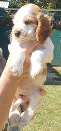 Cocker spaniel inglese femmina 