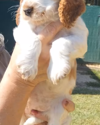Cocker spaniel inglese femmina 