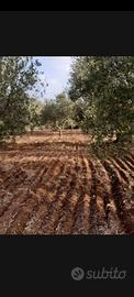 Terreno agricolo mq 1800