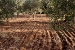 Terreno agricolo mq 1800