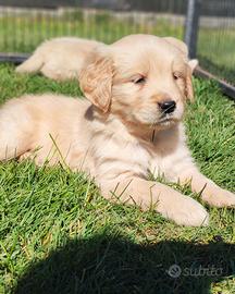 Cuccioli Golden Retriever