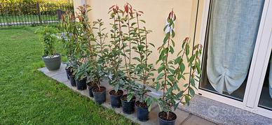 Photinia Red Robin