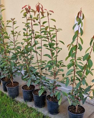 Photinia Red Robin