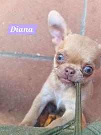 stupunda cucciola di chihuahua