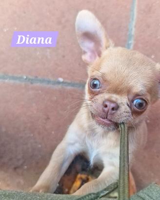 stupunda cucciola di chihuahua