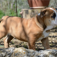 Bulldog inglese