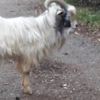 Becco cashmere 3 anni