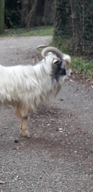 Becco cashmere 3 anni