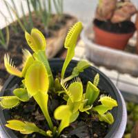 Carnivore:  Dionaea muscipula