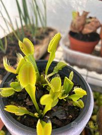 Carnivore:  Dionaea muscipula