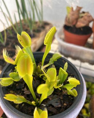 Carnivore:  Dionaea muscipula